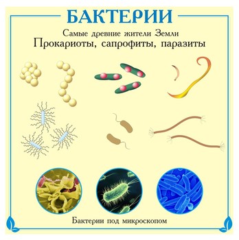 Среда обитания бактерий паразитов. Бактерии паразиты названия. Микроорганизмы паразиты.